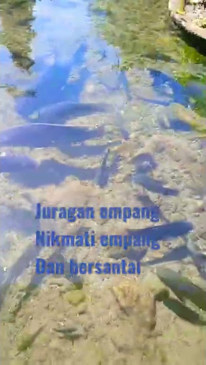 nikmati dan sayangi alam. .   #juragan69 #juraganempang #shorts #viral #video #baimpaula