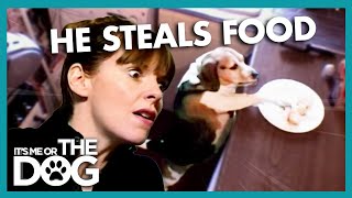 Overweight Beagle Shamelessly Steals His Family's Dinners | It's Me or The Dog