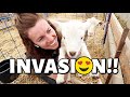 SURPRISE!! 😱 | where did these lambs come from? | Vlog 451