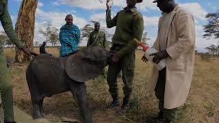 Rescue of Orphaned Elephant Mwinzi | Sheldrick Trust