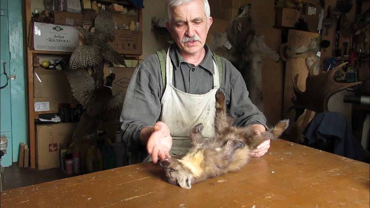 Как правильно снимать куницу Шкурка куницы необычной расцветки и шкурка непонятной видовой принадлежности.