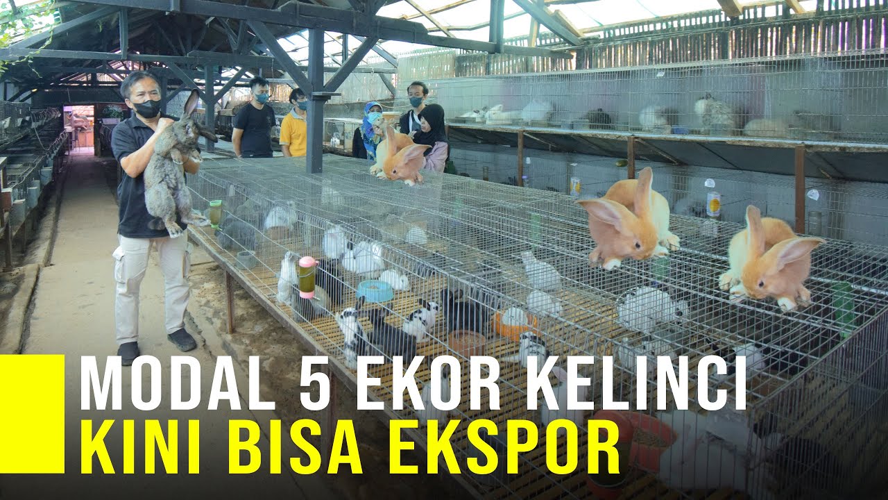 Iseng Pelihara Kelinci Jadi Pintu Rezeki Kini Bisa Ekspor Ke Berbagai Negara