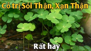 CỎ trị Sỏi Thận, Xạn Thận rất hay. PHAN HẢI channel.