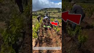 Amazing Vineyard Trenching Machine! Fast Farming Technology That Looks Unreal