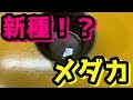 新品種！？メダカ界に衝撃が走る！？満を持して登場★【媛めだか】