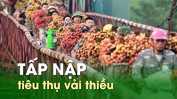 Tấp nập tiêu thụ vải thiều