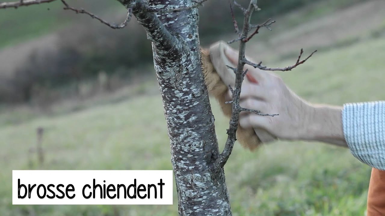 Badigeonner le tronc des arbres fruitiers - YouTube