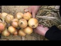 How to plait onions