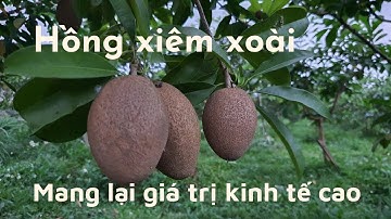 Hồng xiêm xoài cây trồng có giá trị kinh tế cao - KHOA ĐINH Vlog