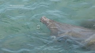 Manatees congregate in warm waters near power plants as US winter storms graze Florida