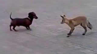 Fox vs Dog. Fox and dachshund