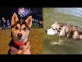 Huskies Swimming in the Lake on 4th of July