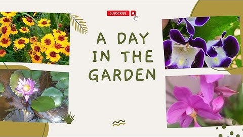 ഞങ്ങളുടെ കുഞ്ഞു പൂത്തോട്ടം വ്യർത്തി ആക്കിയത് | garden with me monsoon clean up / before &after |