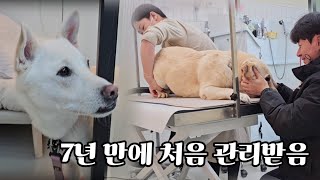 평생 흙바닥만 구르던 시골 리트리버가 서울 관리샵에 가면 생기는 일