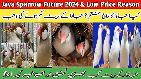 Java Sparrow Future & Low Price Reason | کیا جاوا کا راج ختم ؟ جاوا کے ریٹ کم ہونے کی وجہ