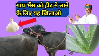 गाय भैंस को हीट में लाने का No1 देसी फार्मूला|Heat Problem Solution in Dairy Farm India Hindi.