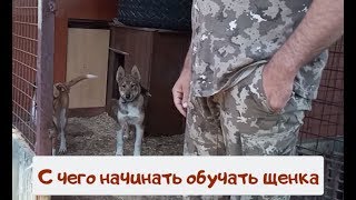 С чего начинать воспитание щенка