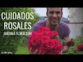 Cómo CUIDAR UN ROSAL para que se llene de ROSAS de forma impresionante || en20metros