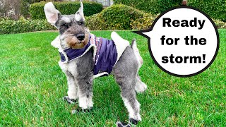 SCHNAUZER Tries on Booties and Raincoat for Storm⛈️ by Scotty the Schnauzer 1,459 views 1 year ago 3 minutes, 1 second
