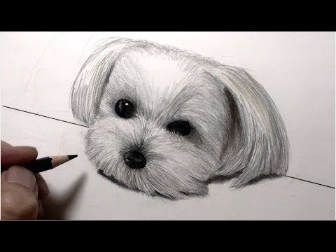 色鉛筆でマルチーズが机にアゴを乗っける編 犬イラスト How To Draw A Maltese Dog Youtube