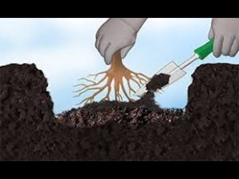 Video: Greške Pri Uzgoju Sadnica