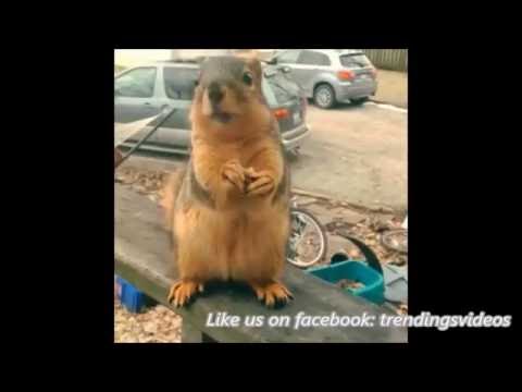 talking-squirrel-this-is-epic-so-hilarious
