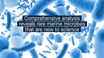 Comprehensive analysis reveals previously undescribed rare microbes of the phylum Thermoplasmatota