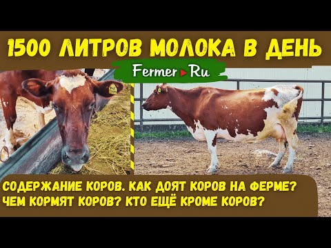 Молочный скот на ферме. Помещения для содержания коров. Доение в молокопровод Рацион кормления коров