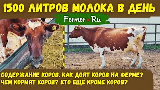видео: Молочный скот на ферме. Помещения для содержания коров. Доение в молокопровод Рацион кормления коров картинка: Молочный скот на ферме. Помещения для содержания коров. Доение в молокопровод Рацион кормления коров