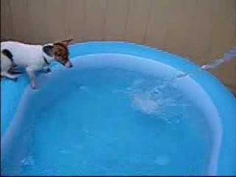 Molly my Jack Russel in Jump in my pool