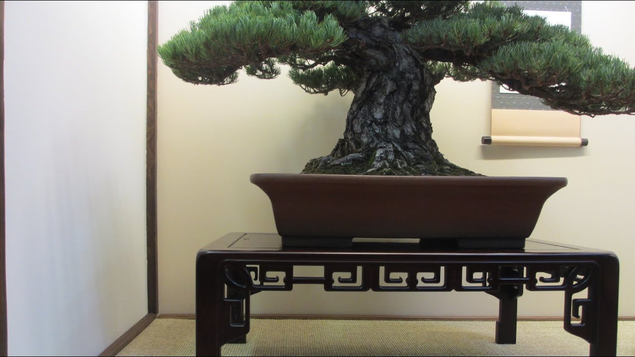  Tokonoma  Bonsai  display YouTube