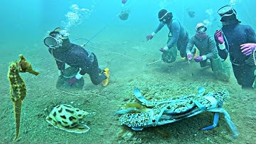 Lặn Biển Bắt Cá Ngựa Đầu Mùa Ở Độ Sâu 16 Mét Gặp Ghẹ Sò Dương | P 500