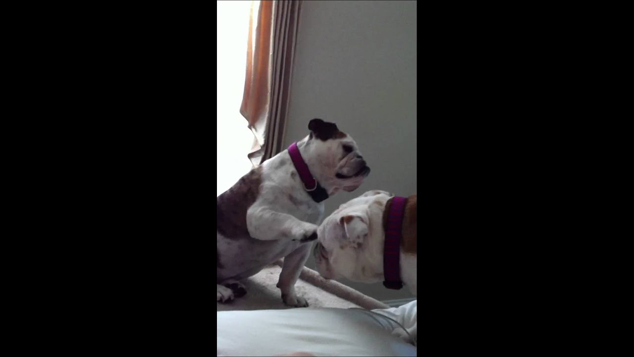 clips for crocs Marley and Lola English Bulldogs