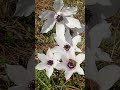 her şey yaradandır #daglalesi #anemon #Anemonecoronaria #Ranunculaceae #doganınkokusu #koku #ses #ot