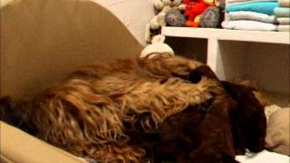 Puppies 3 weeks by Joanna Dadej 486 views 11 years ago 3 minutes, 25 seconds