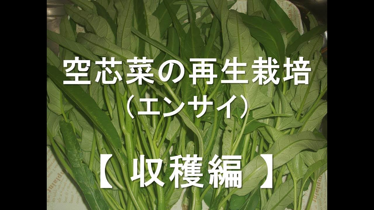 空芯菜の再生栽培 初収穫 Youtube