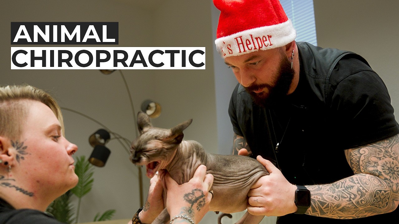 Nacktkatze bei der Chiropraktik | Bones Hands Animals | Animal Chiropractic