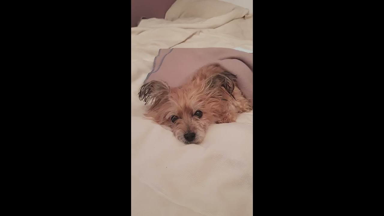 Dog recovery from Polyradiculoneuritis