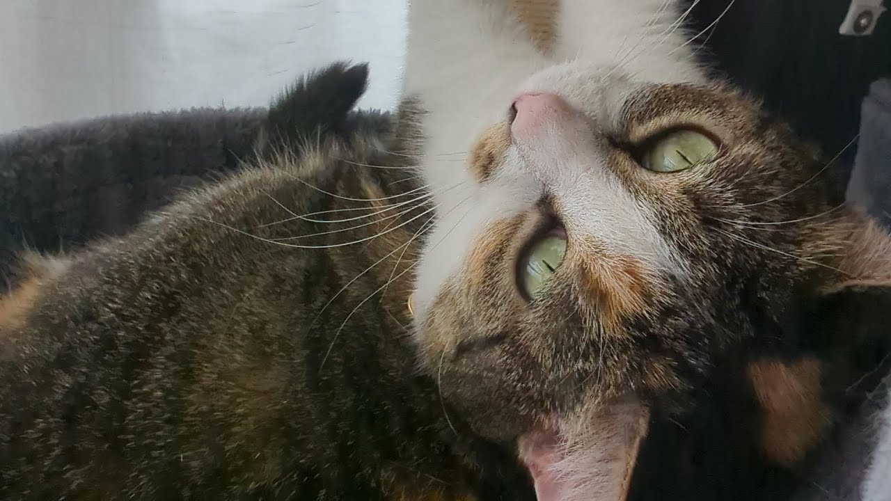 Hammock Haven: My Cat's Favorite Lounging Spot