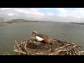 Egyptian geese   conflict n preening on osprey nest  rutland osprey project