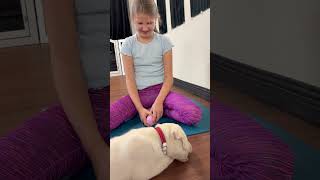 Мой первый класс йога со щенками/My first yoga class with puppies #puppiesandyoga #happytime #cute