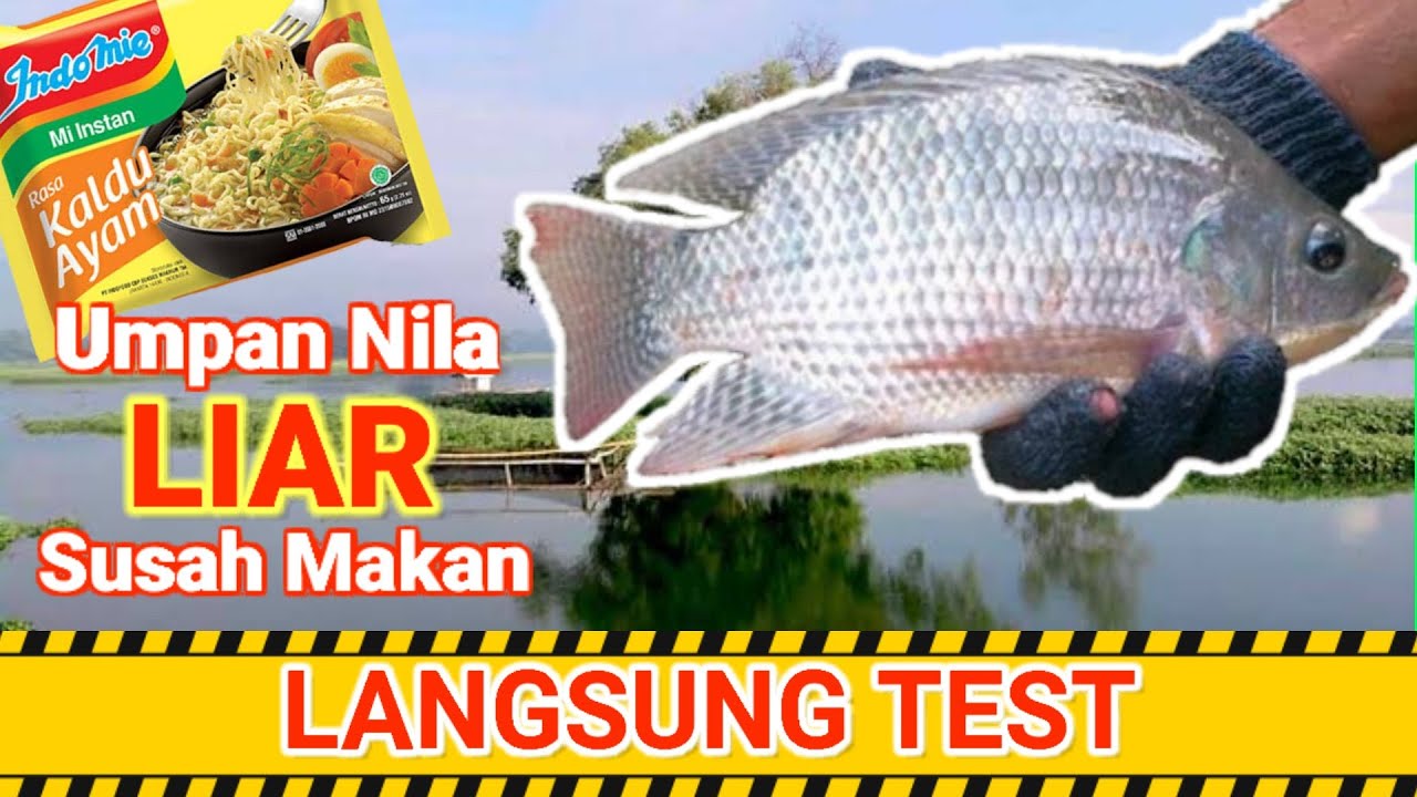 UMPAN IKAN NILA LIAR SUSAH MAKAN || PAKAI Indomie