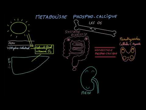Métabolisme phospho-calcique - Docteur Synapse