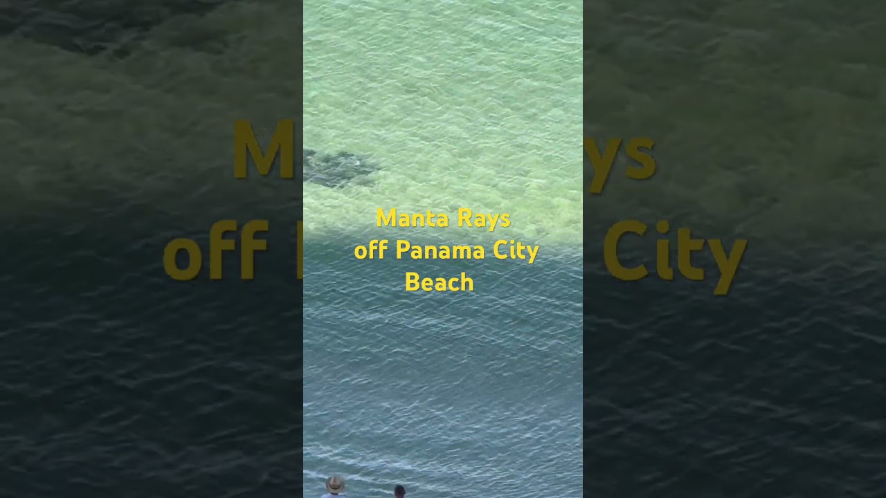 Manta rays early-morning fishing off Panama City Beach ￼