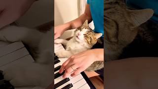 This Cat Is VIBING 😂