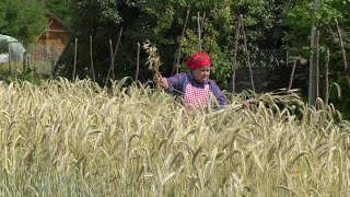 Zagorje moje 13.07.20. - Korona virus v bolnici - Ručna žetva raži - Tradicijske igre Melinšak