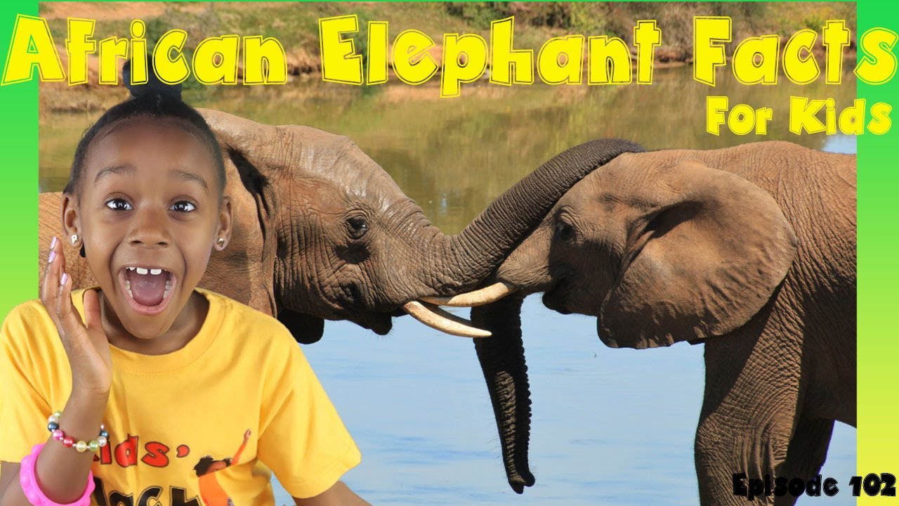 African Elephants For Kids | Amazing Animal Facts - YouTube