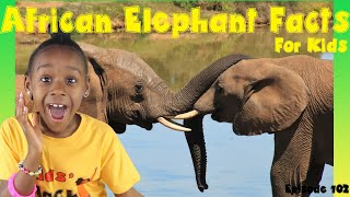 African Elephants For Kids | Amazing Animal Facts