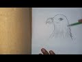 Pencil sketch  how to draw eagle  eagle draw  eagle drawing