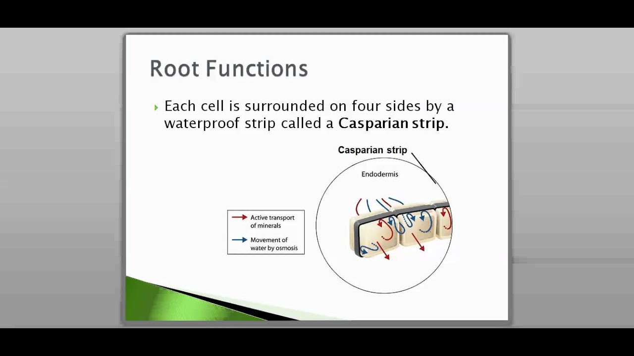23 2 Roots Part 2 YouTube 23-2-roots-part-2-youtube